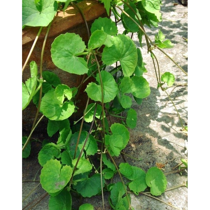 

Daun Antanan atau pegagan segar 500 gram