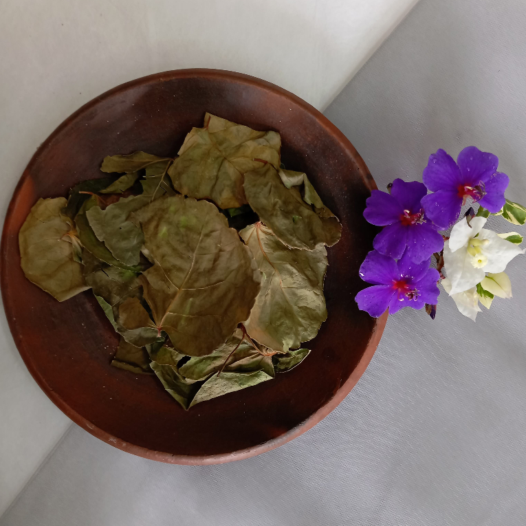 

Simplisia Daun Mangkokan Kering