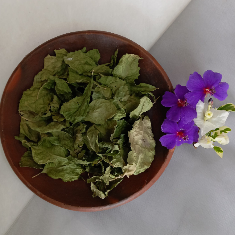 

Simplisia Daun Beluntas Kering