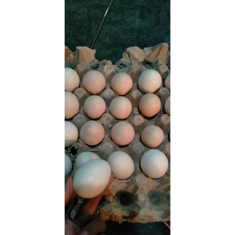 

telur/telor ayam kampung asli fress untuk konsumsi