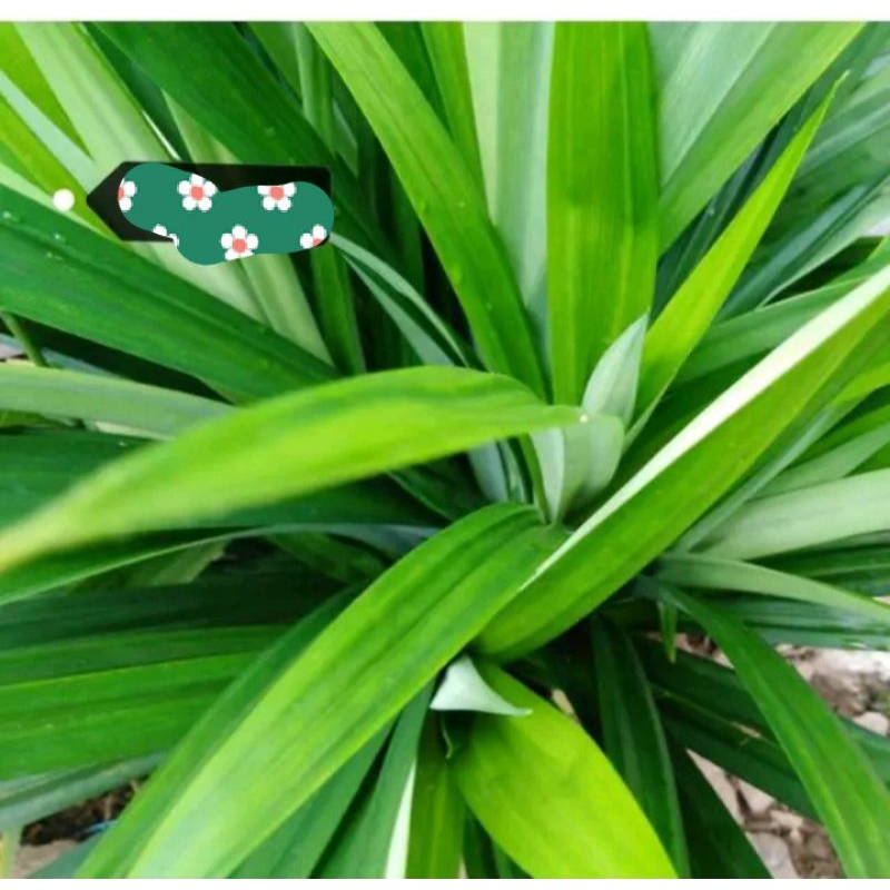 

daun pandan wangi/pewarna mkanan alami 1 ikat