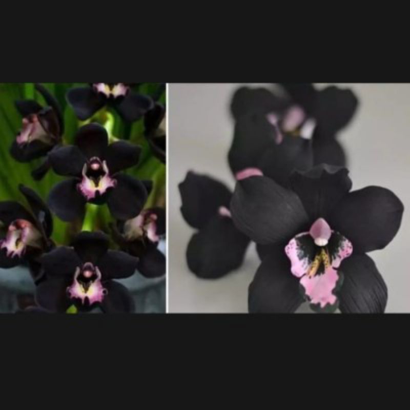 bibit anggrek Papua hitam