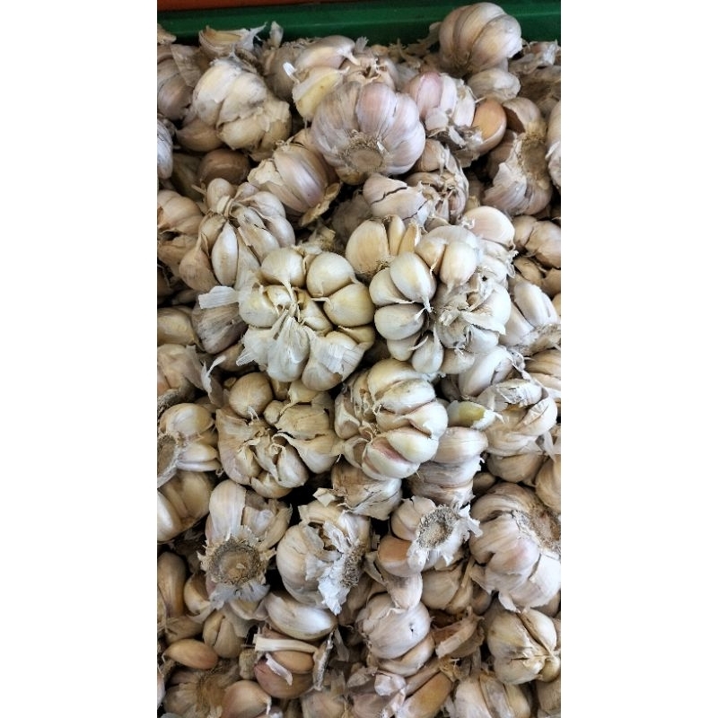 

bawang putih 1kg