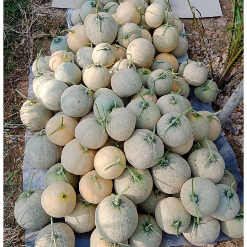 Tumbas Tani Beli 2 Gratis 1 Benih Melon Tahan Virus Melone F1 Cap Kujang 700 Biji