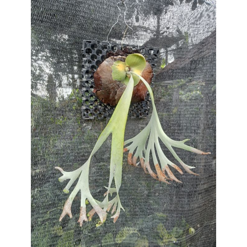 Platycerium Willinckii