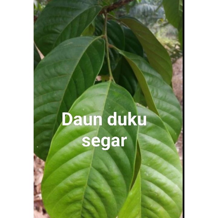 

Terbaru 33 DAUN DUKU SEGAR 1kg