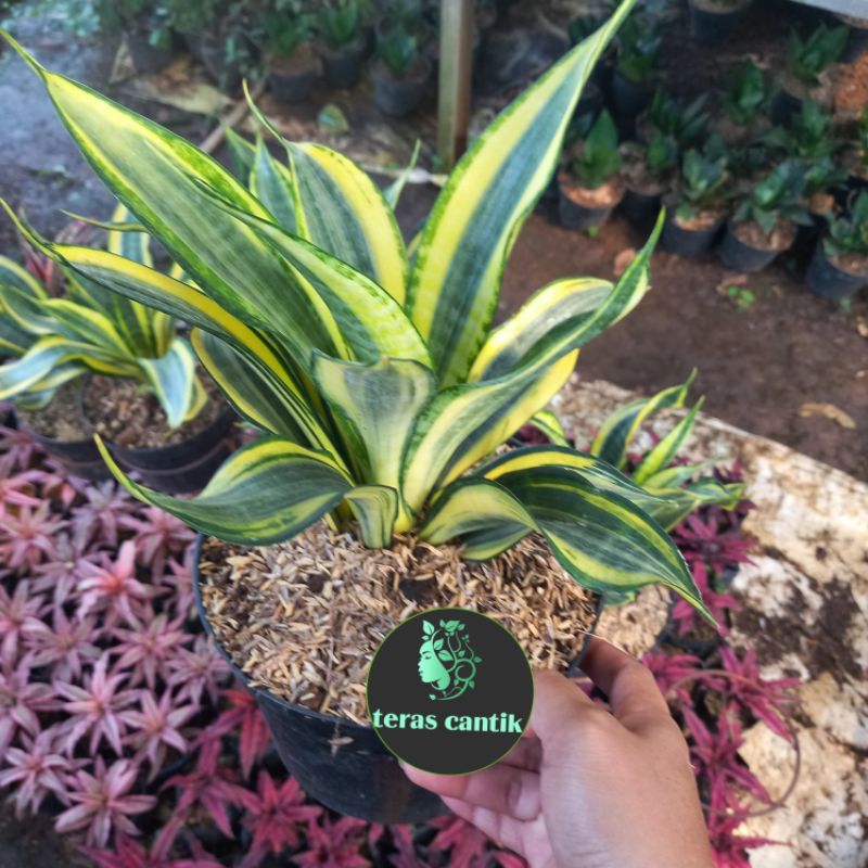 Tanaman Hias Sansivera Golden Asahi