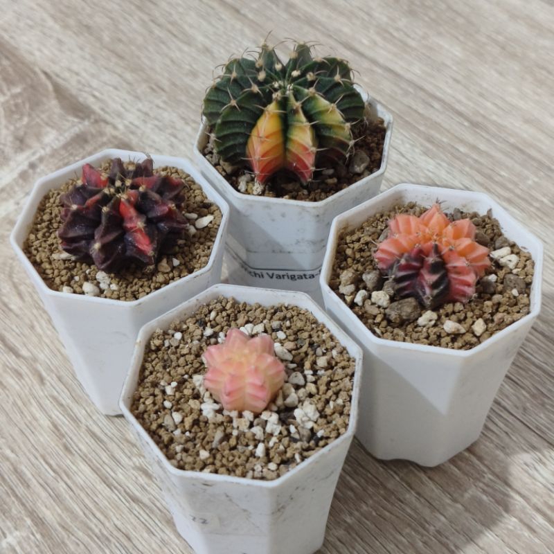 LB hybrid Varigata dan mihanovichi varigata