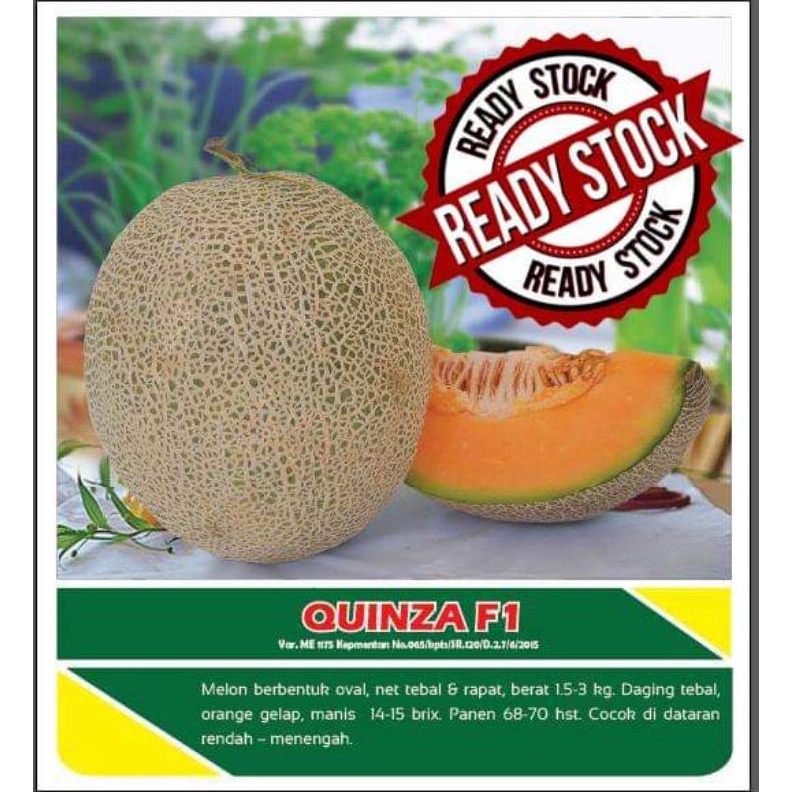 Melon Hibrida Quinza f1 2gr Original Rock Melon Melon Orange serbuuu