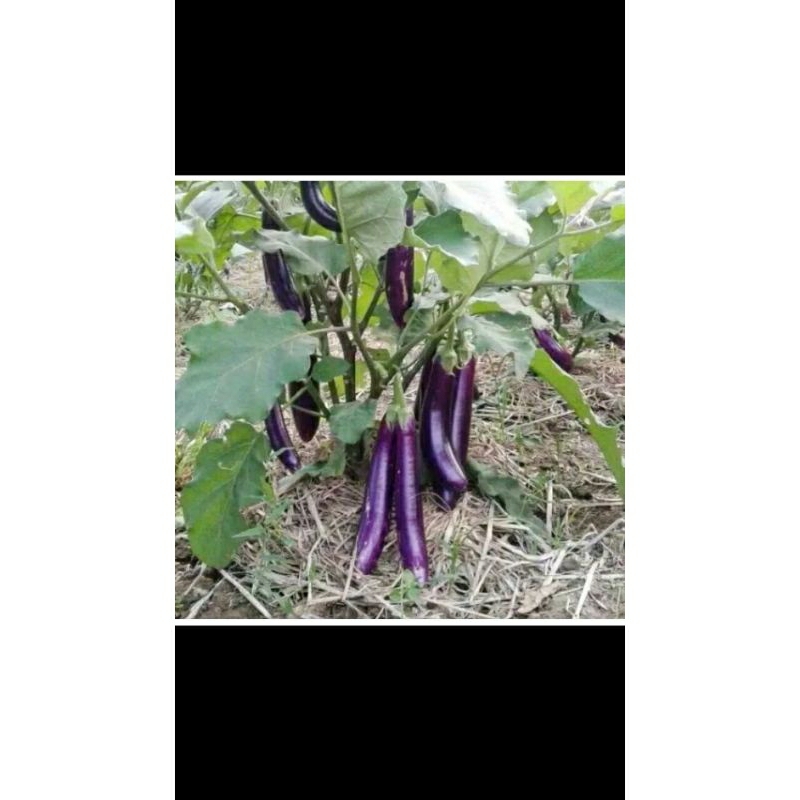 50 BENIH TERONG UNGU ANTABOGA