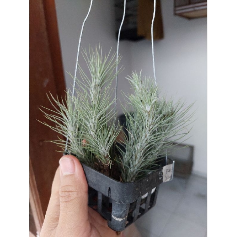Tillandsia Funckiana Rumpun 3