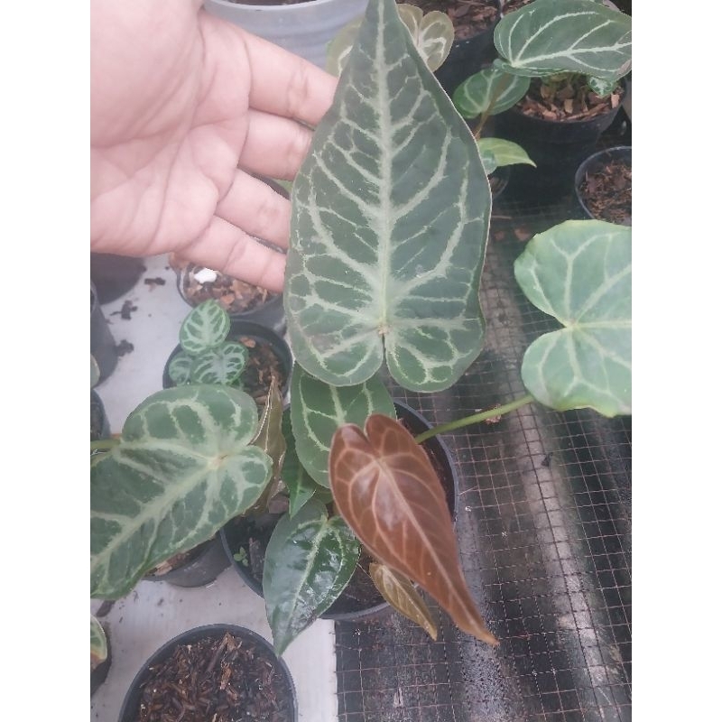 Anthurium Kuping Gajah Red Gunsal Termurah