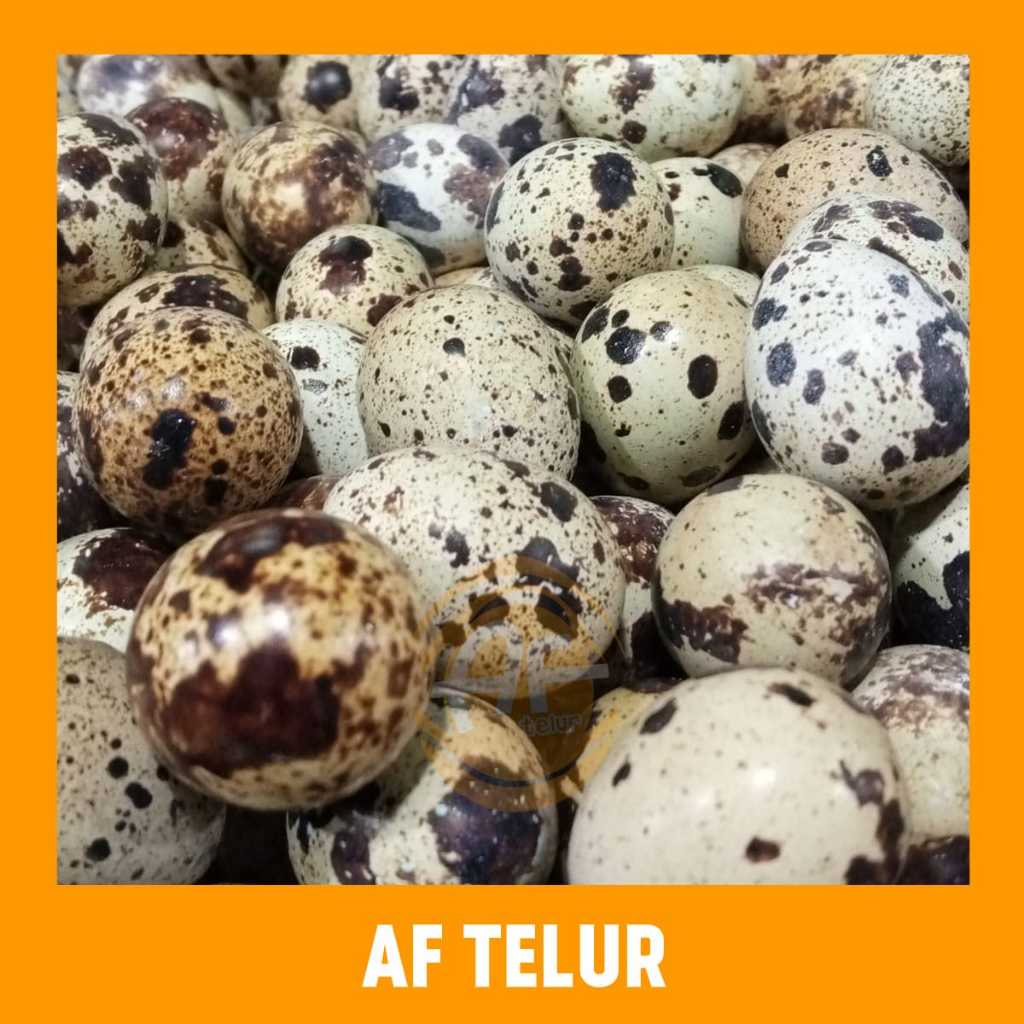 Telur Puyuh Fresh 1 kg (isi 80 - 90 butir) | AF Telur