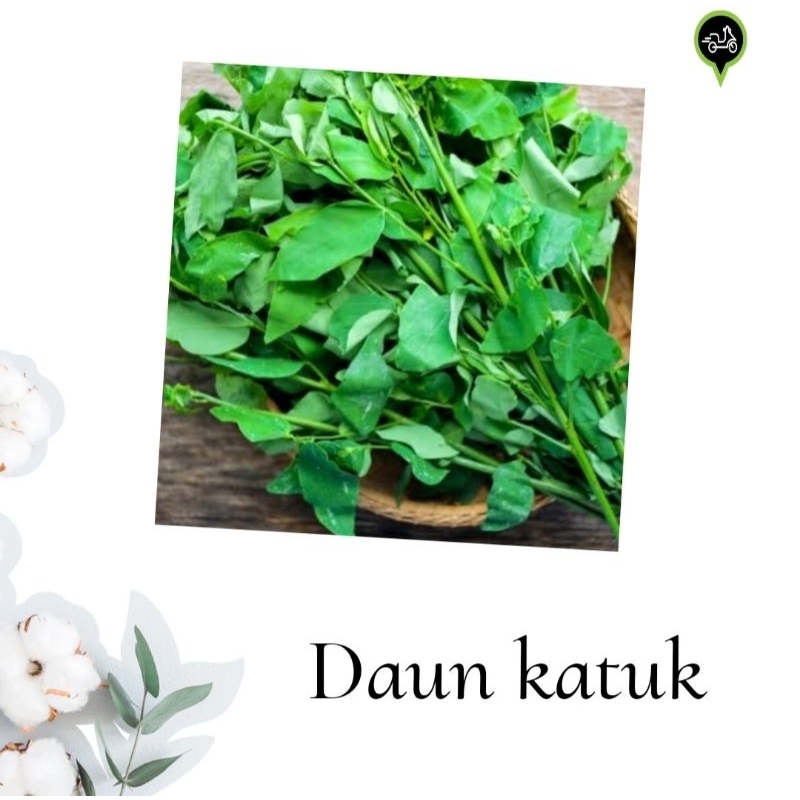 

Daun katuk sayuran