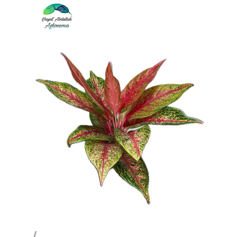 Aglonema Hot Lady Flaming Induk
