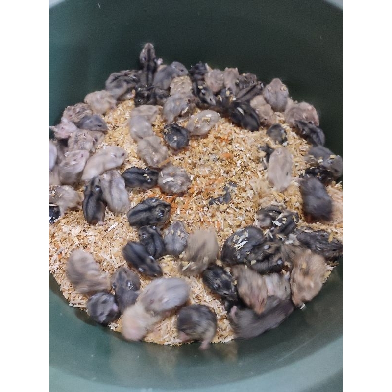 hamster winter white