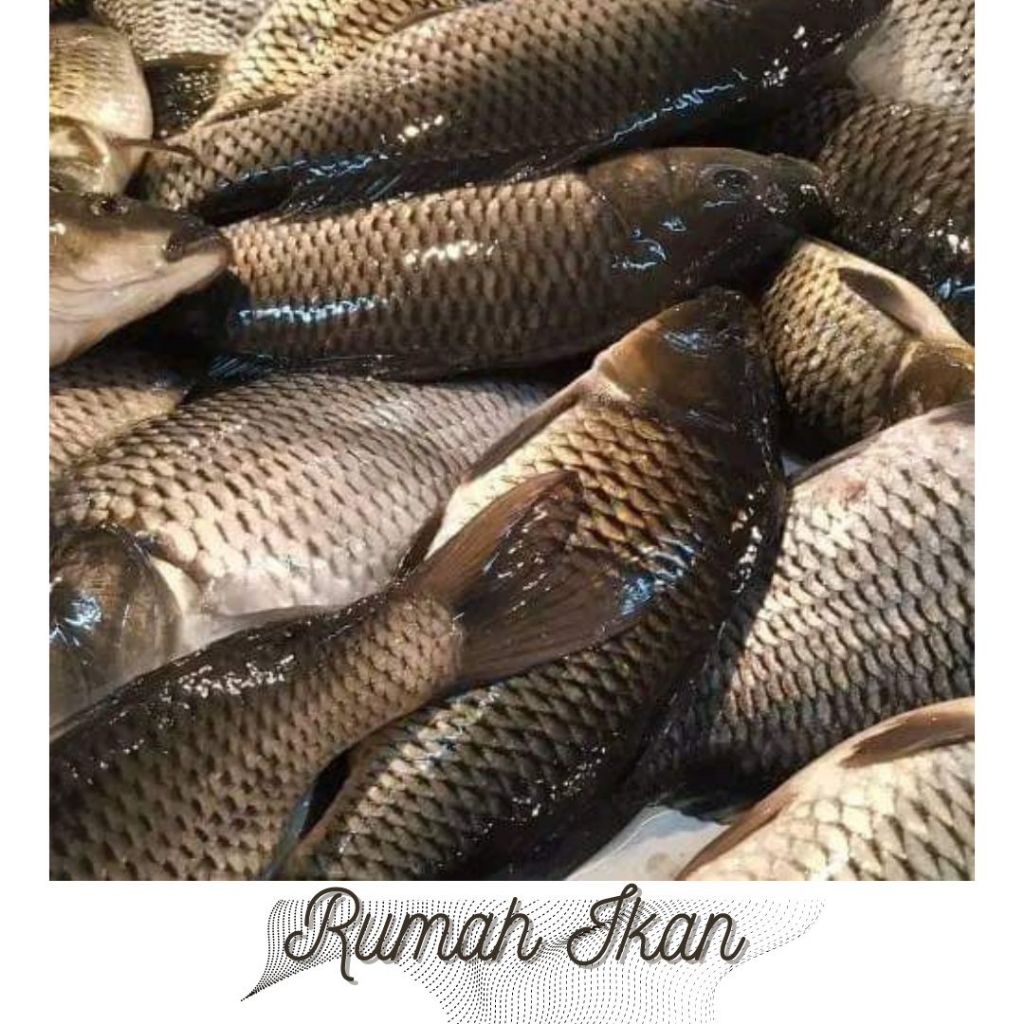 

Ready Ikan Emas Utuh Segar 1kg
