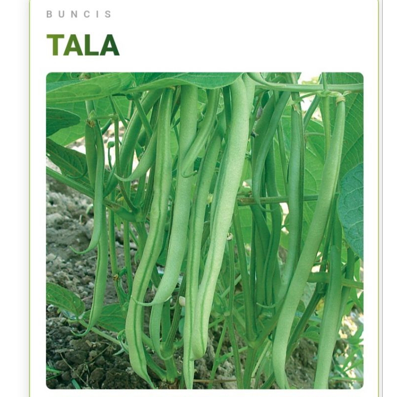 BUNCIS TALA 25 Biji Benih | Benih Buncis Tala | Benih Sayuran