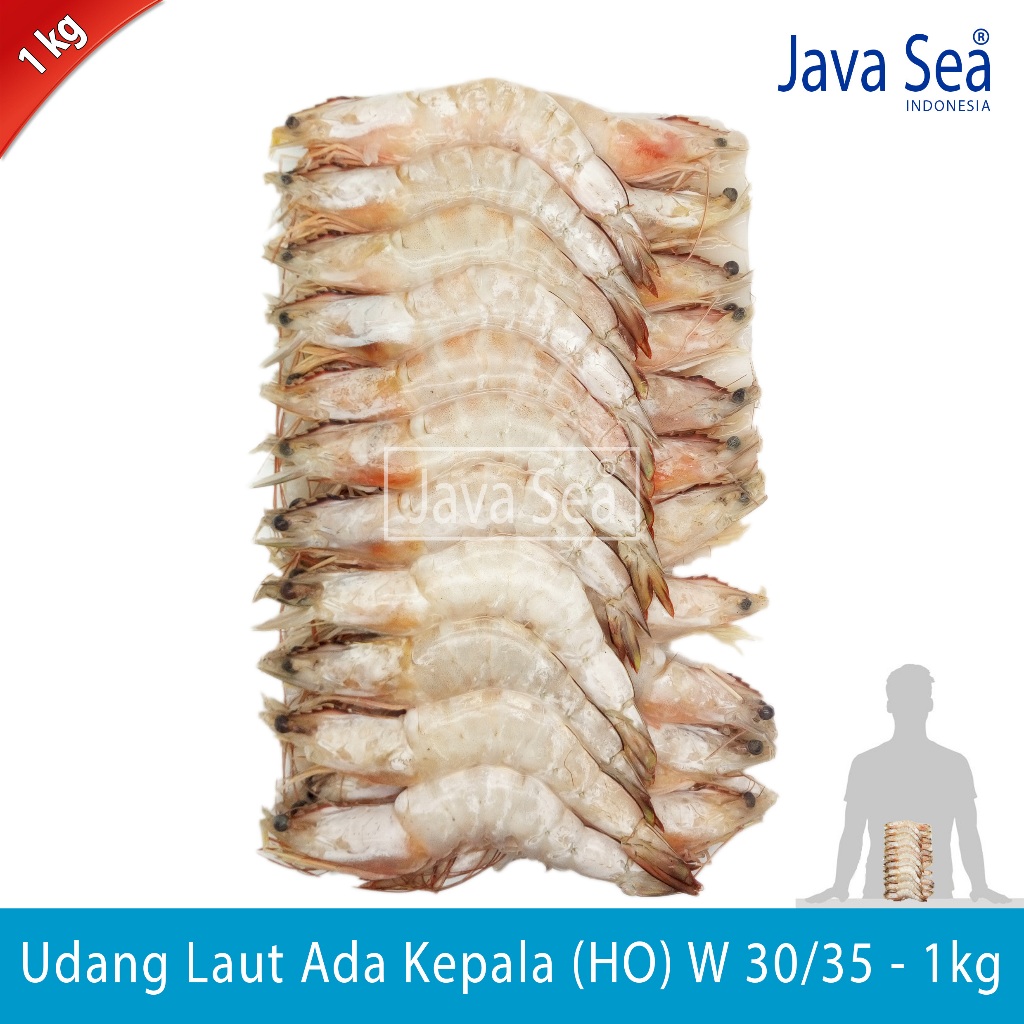 

Udang Laut Utuh Ada Kepala HO W 30/35 pack 1kg Java Sea