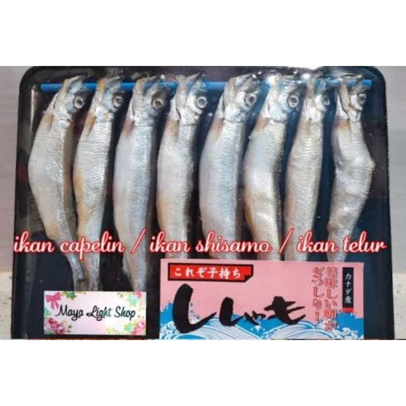 

Ikan Shisamo / Capelin /Ikan telur