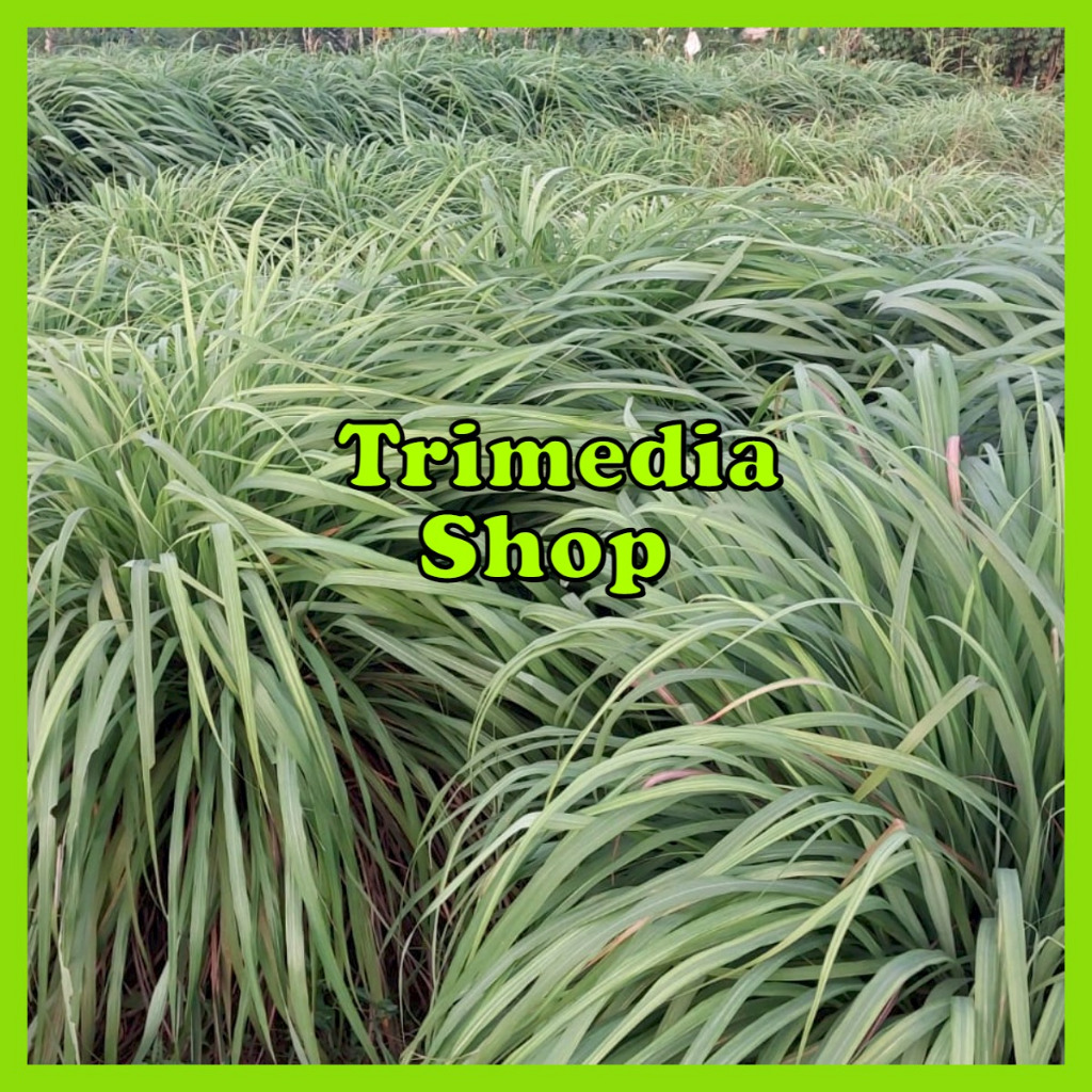 

Sereh Wangi Segar 1Kg - Serai Merah Lanang