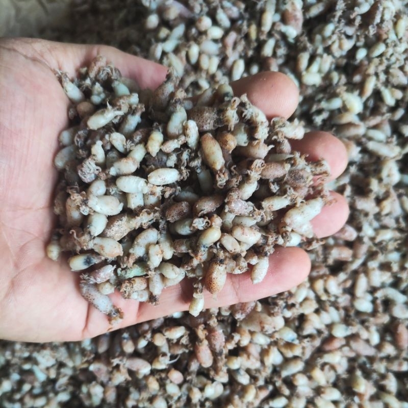 

Baby Cumi Tanjungbalai