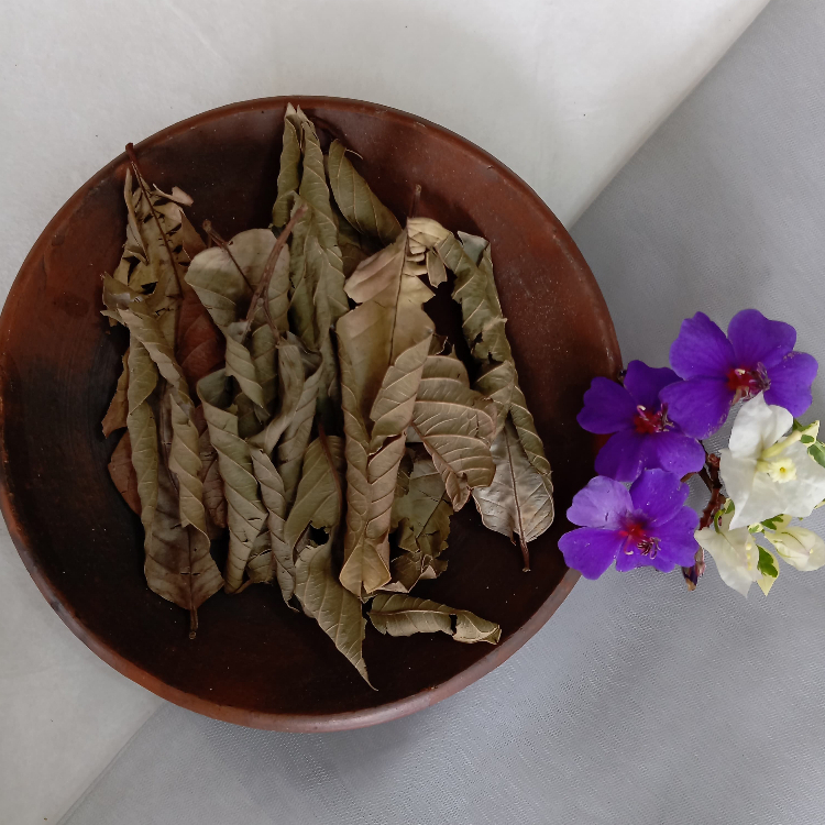 

Simplisia Daun Jambu Biji Kering