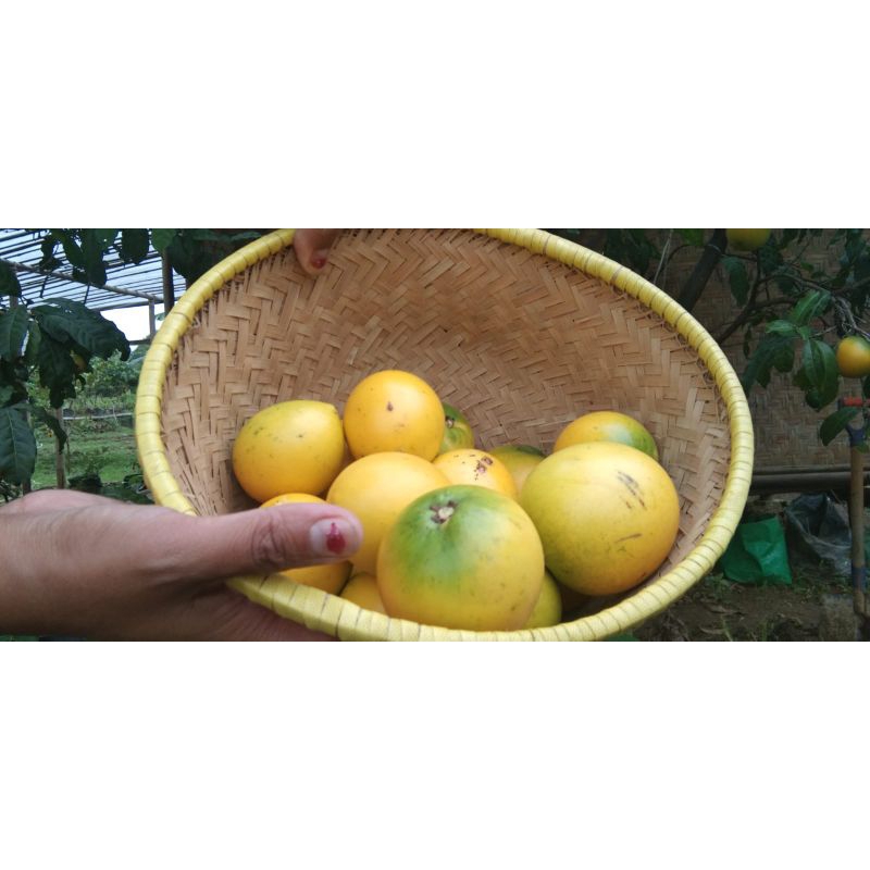 sawo abiu jumbo/ sawo autralia (  bibit okulasi/ sambung)