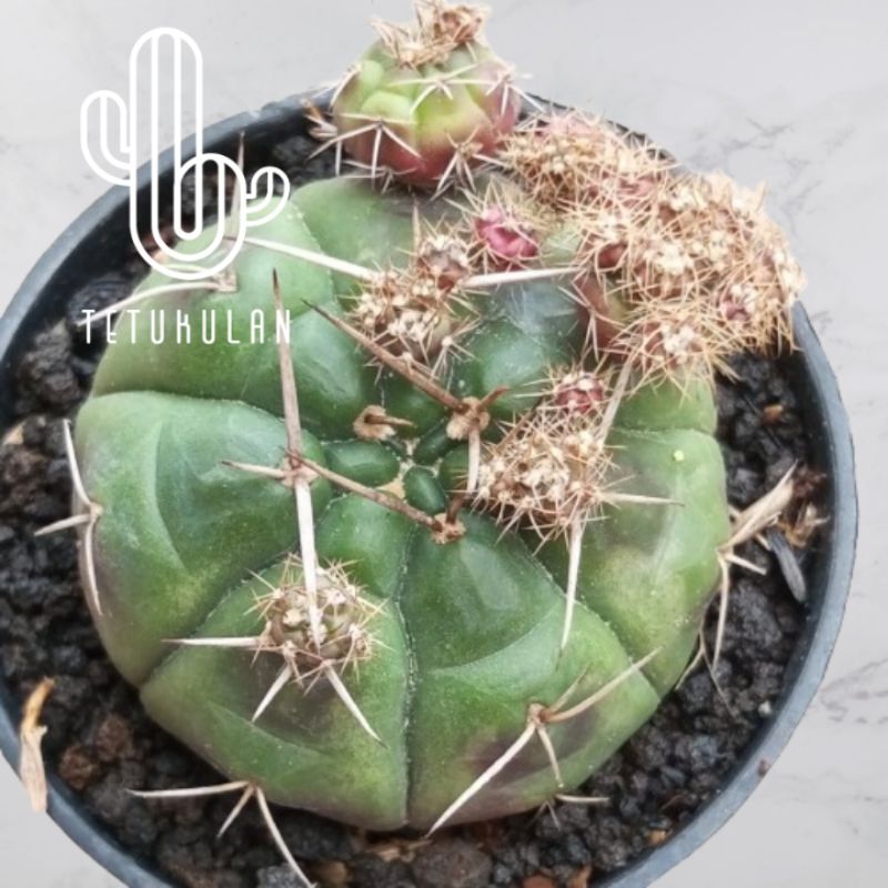 Kaktus Gymno Damsii Baldianum Purolr Ungu Kaktus Hidup Kaktus Sukulen Kaktus Hidup Tanaman Hias Kakt