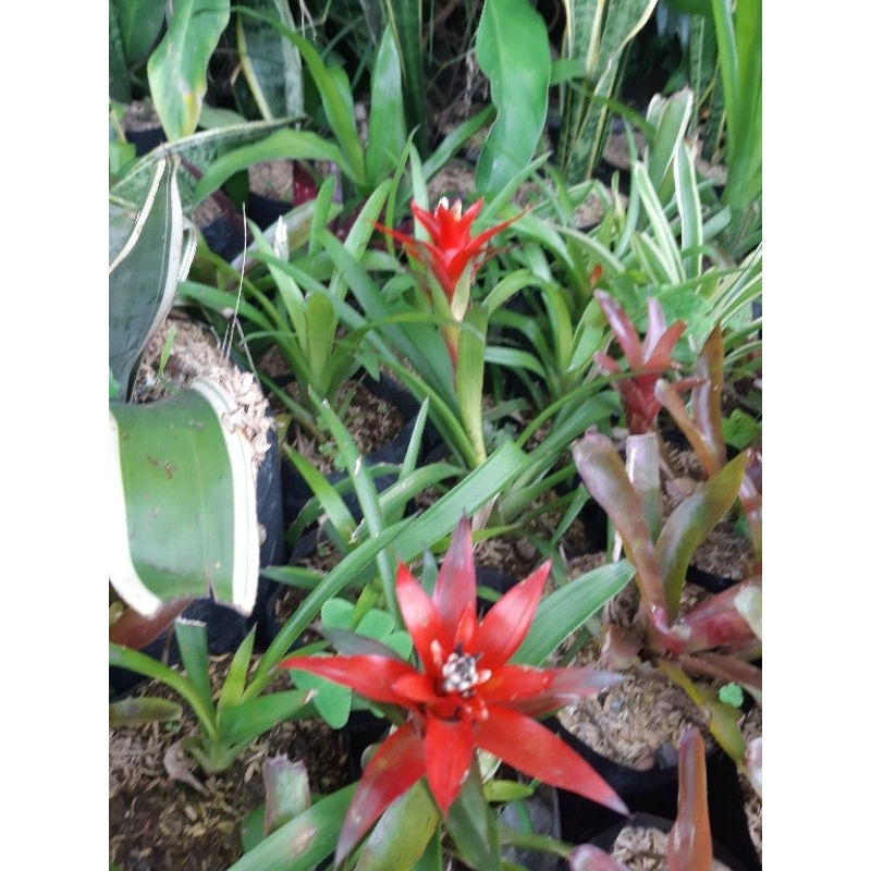 Tanaman Bromolia bunga merah