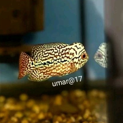 smile69 burayak kamfa f2 spr red thailand 2-4cm
