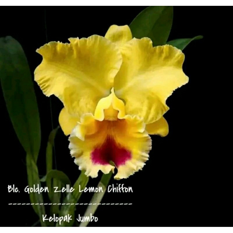 anggrek Cattleya golden zelle liemon chiffon dewasa spike+pot anggrek bunga jumbo kuning lidah merah