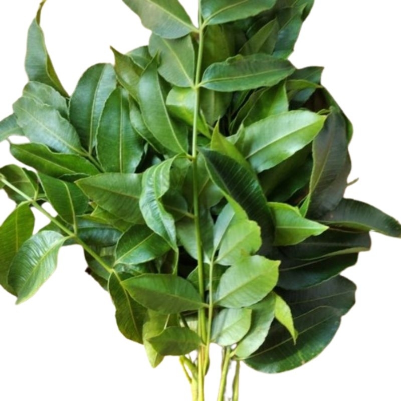 

Daun Kedondong Segar 500gram (Bebas pestisida)