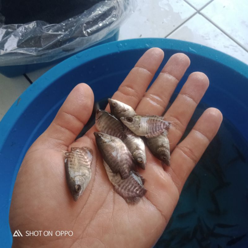 Bibit Ikan Gurame Soang Size Silet