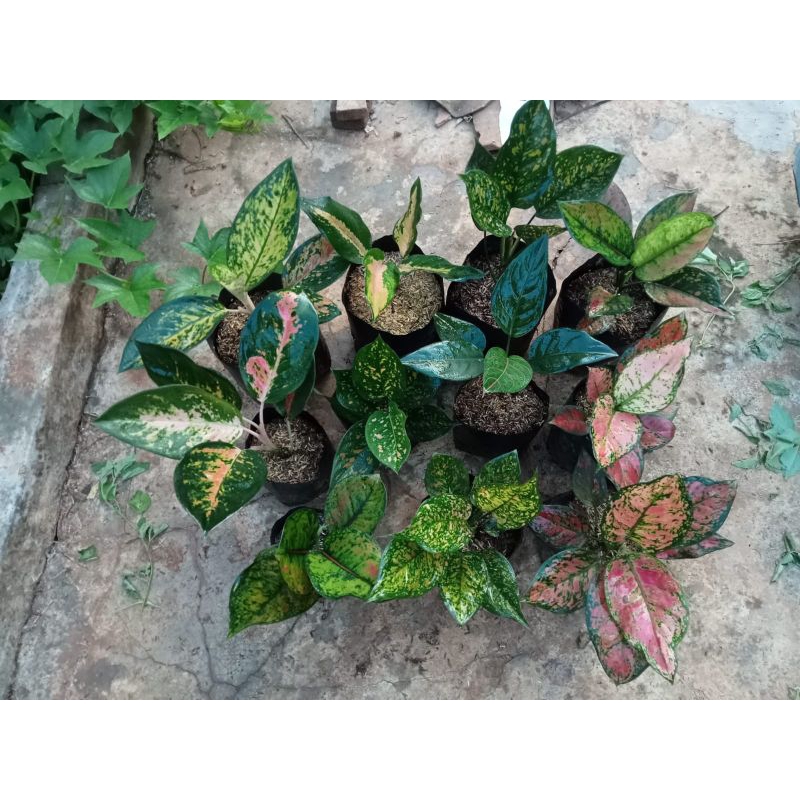 Paket Aglaonema