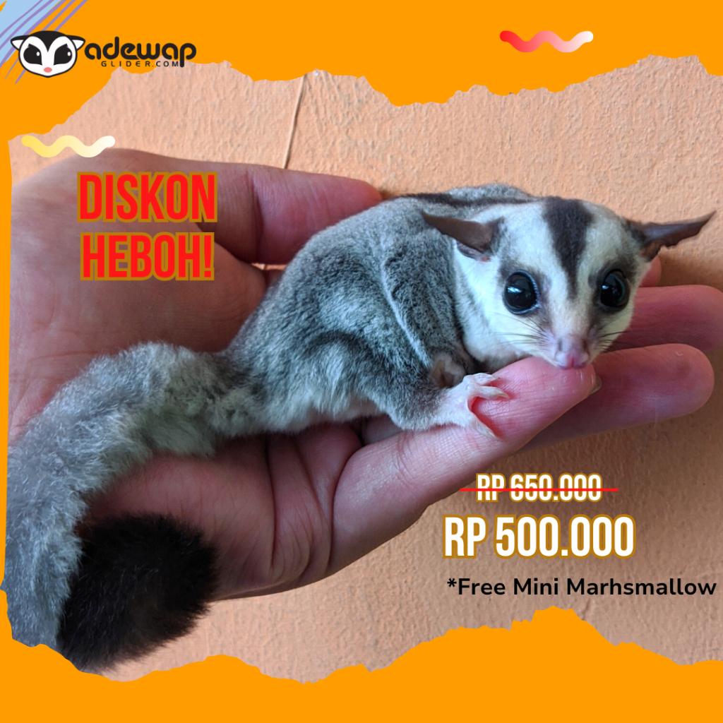 [Kurir Instant] Sugar Glider White face 1-2 bulan joey Karakter Jinak / SG Baby murah