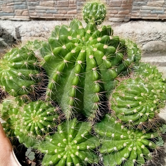 Kaktus Ownroot Golden Ball JUMBO