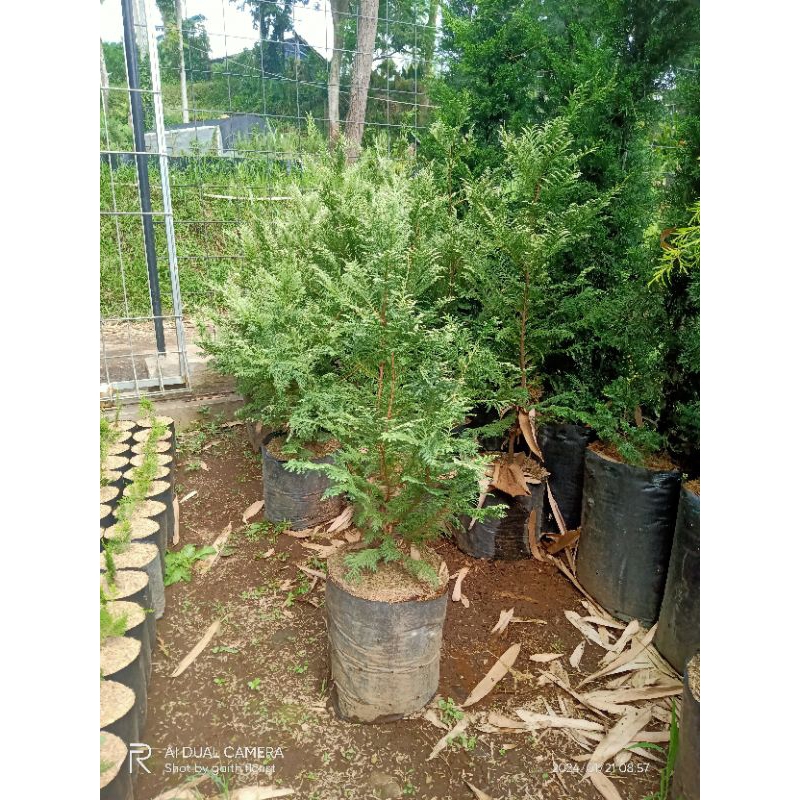 tanaman hias cemara inoki silver ukuran besar