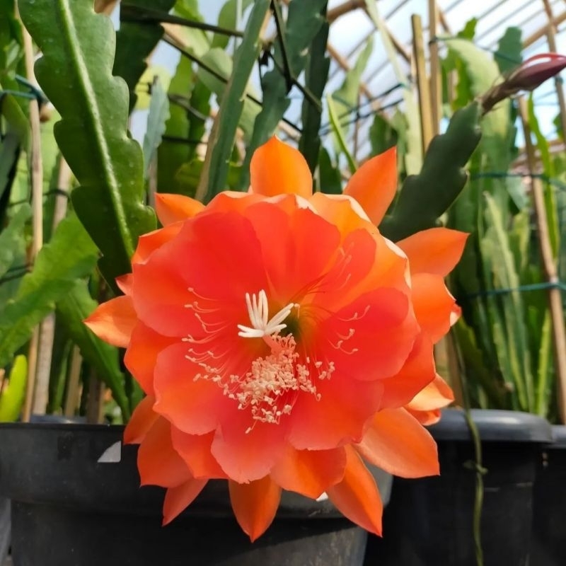 Tanaman hias Wijaya Kusuma hibrid - Copal