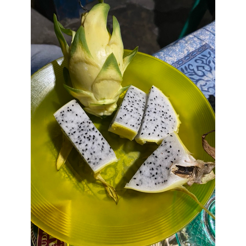 Bibit Buah Naga Kuning Golden