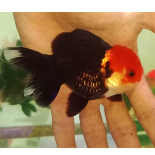 Ikan Mas Koki Oranda Black Tancho / Black Tancho Goldfish / Ikan hias Air Tawar / Aquascape