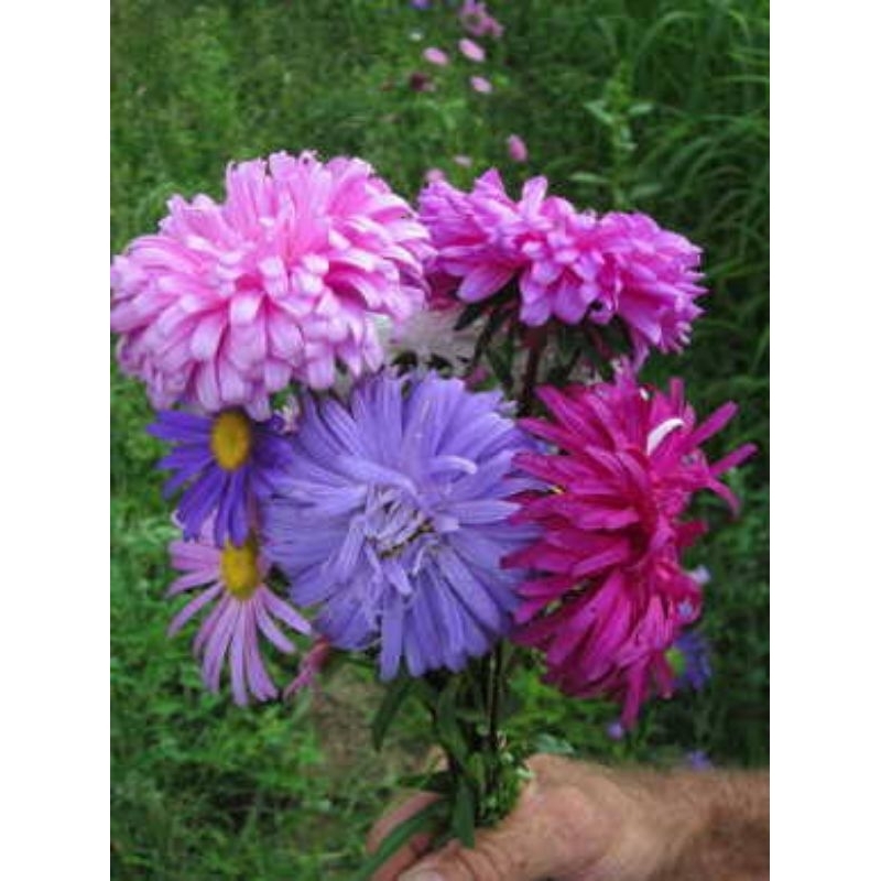 Benih Bibit Biji - Bunga Powder Puff Aster Mix Seeds