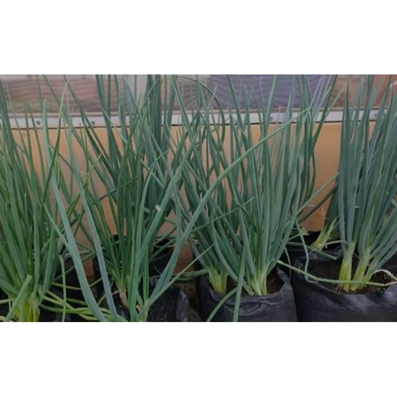 Bibit Tanaman Daun Bawang Siap Tanam - Bibit Prei