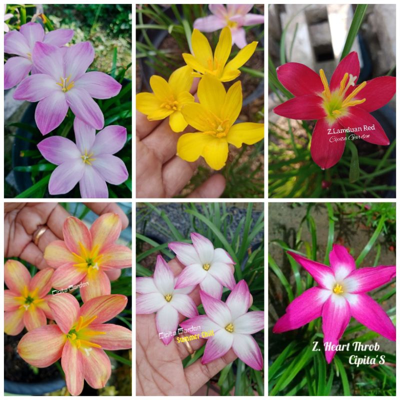 UMBI RAIN LILY IMPORT /PAKET HEMAT 6 UMBI/ZEPYRANTES/BUNGA BAWANG