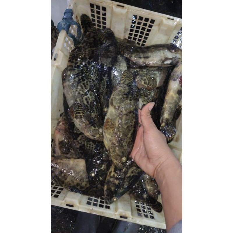 

ikan kerapu santang cocok untuk tim/goreng/SOP dll