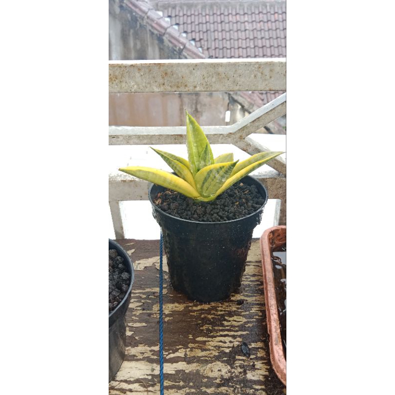 sansevieria marsha anjani