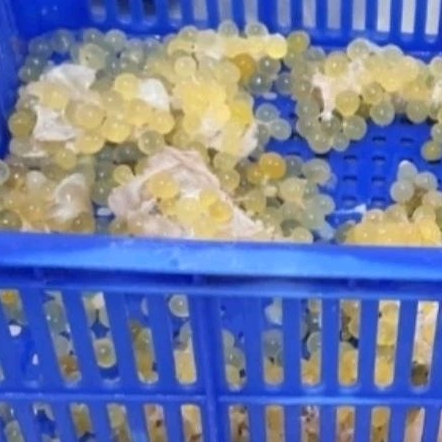 

Telur Ikan Manyung Size Small (1 Kilogram)