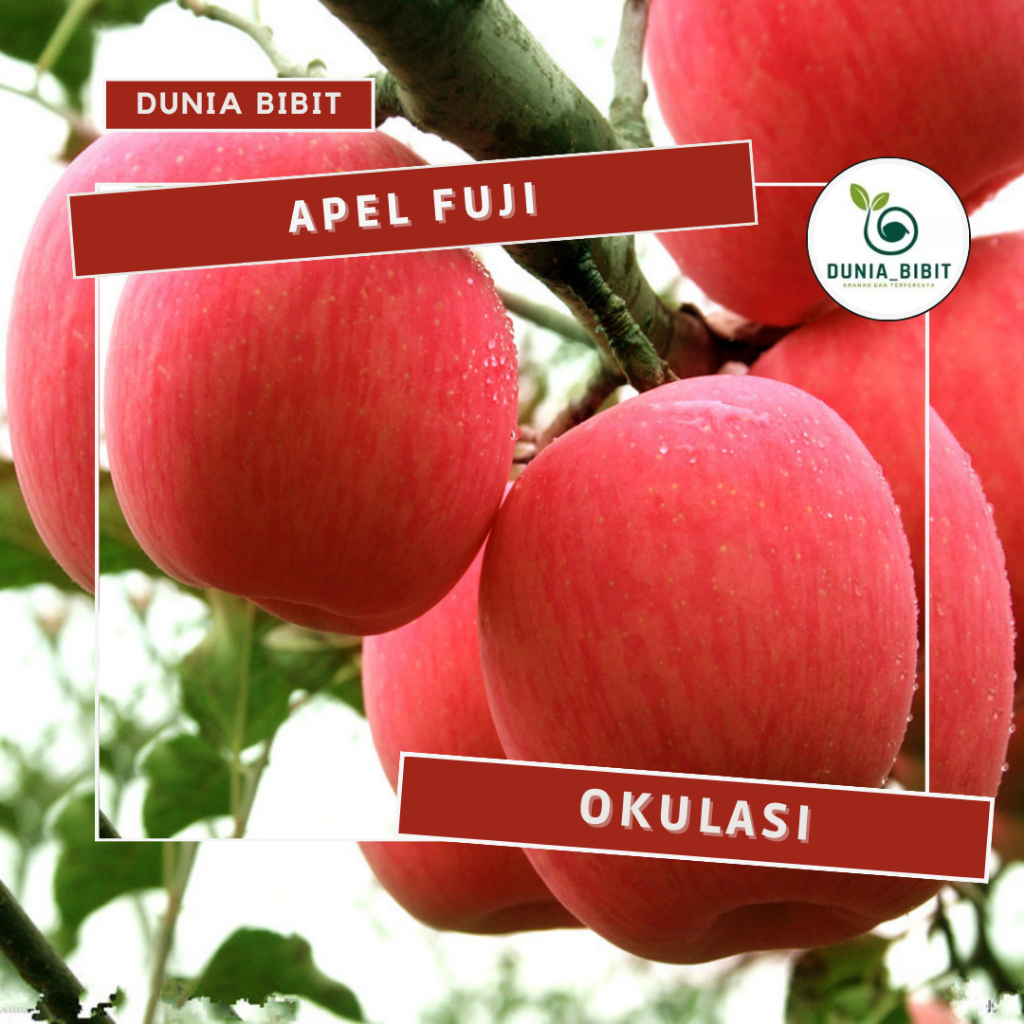 PROMO bibit apel puji cepat berbuah BATANG BESAR