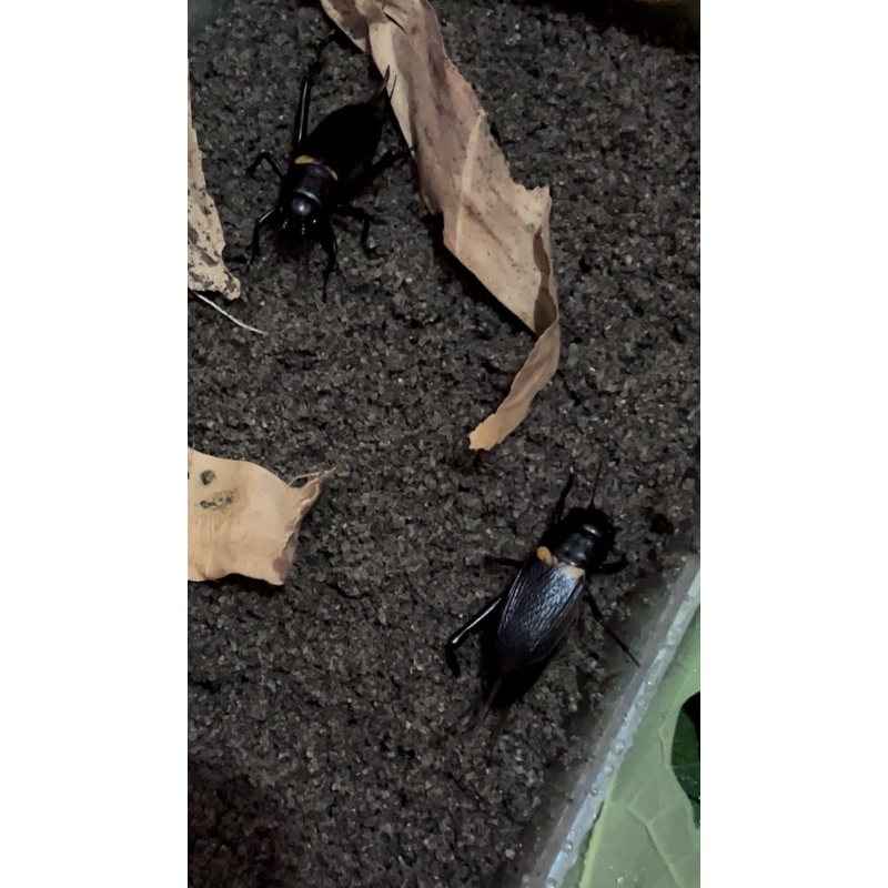 Jangkrik Kalung bunyi masteran burung dan aduan