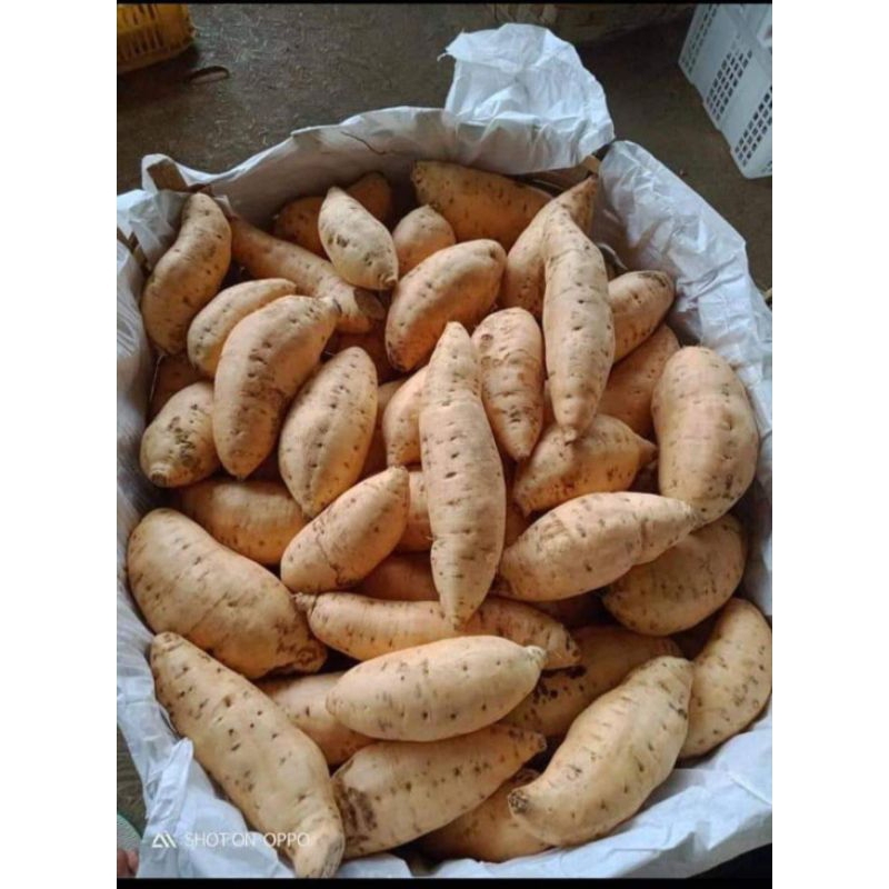 

UBI MADU CILEMBU (100g)